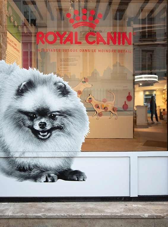 Vitrophanie pour Royal Canin, réalisée par Atelier Gambetta