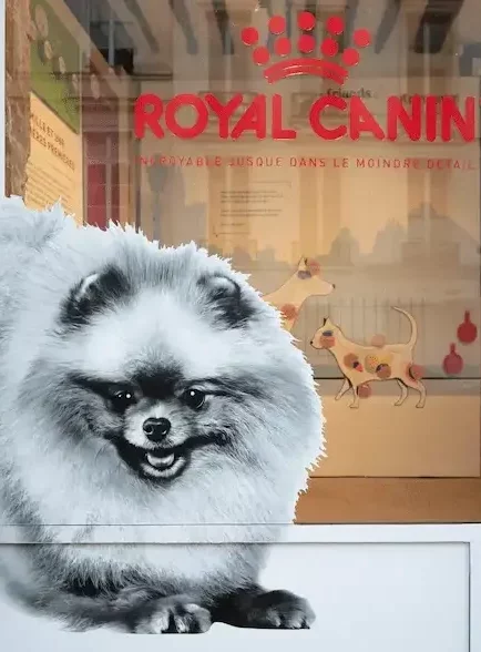 Vitrophanie pour Royal Canin, réalisée par Atelier Gambetta